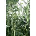 BEANS  250 Gram Bag PUKEKOHE Grown